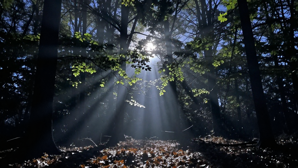 大洋洲新南威尔士州森林夜景摄影